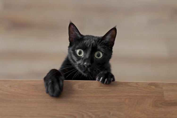 .gatto nero