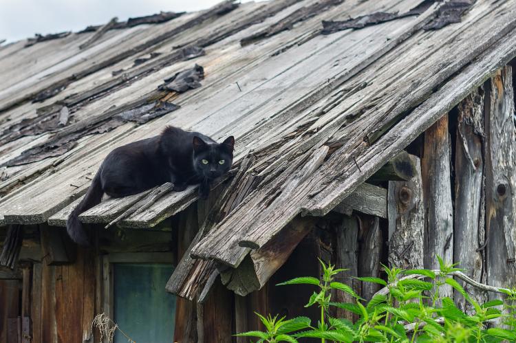.cat on the roof