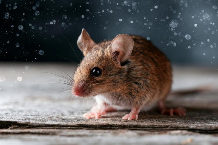 .topolino hantavirus