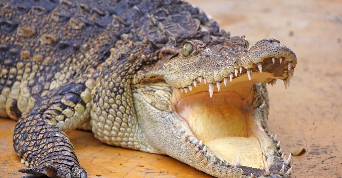 .crocodile