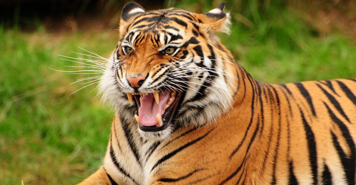 .legge della giungla