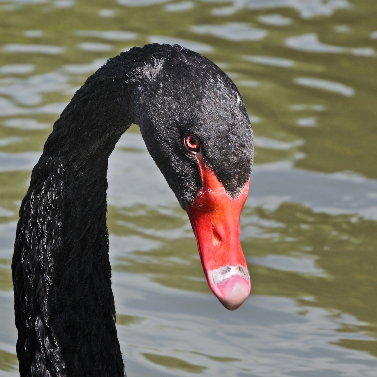 Animal Bird Black Swan