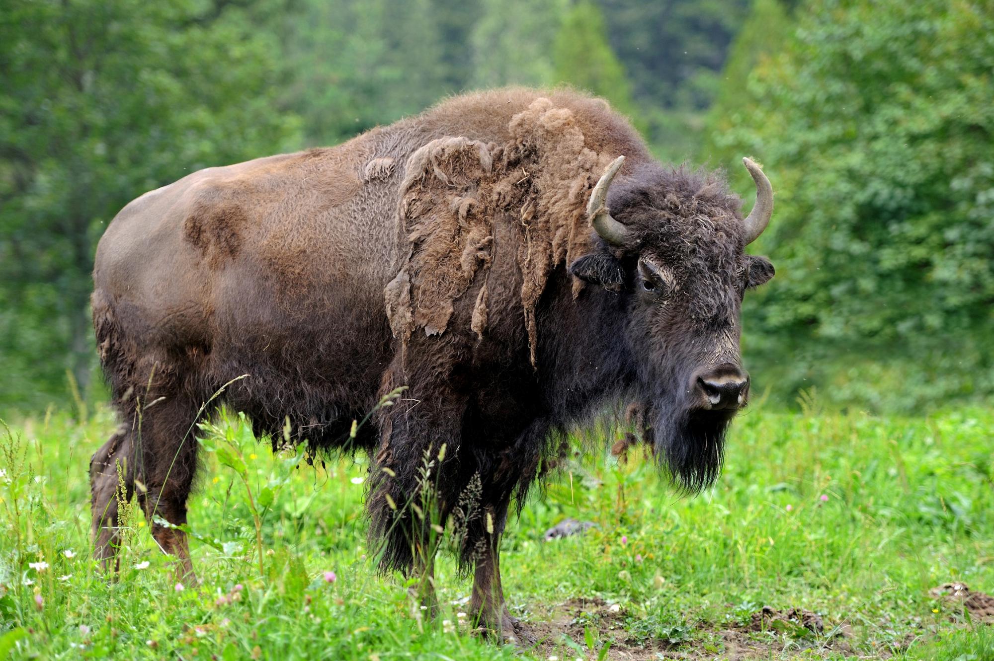 .bisonte