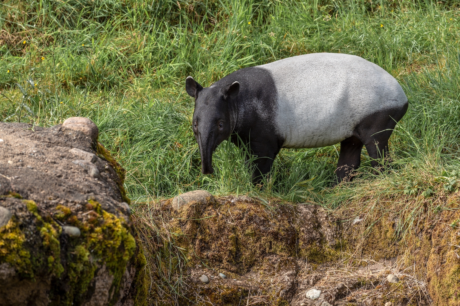 .tapir